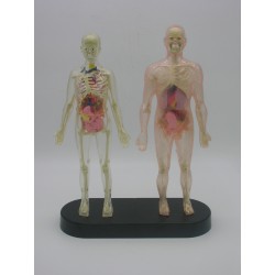 Mannequins anatomiques...